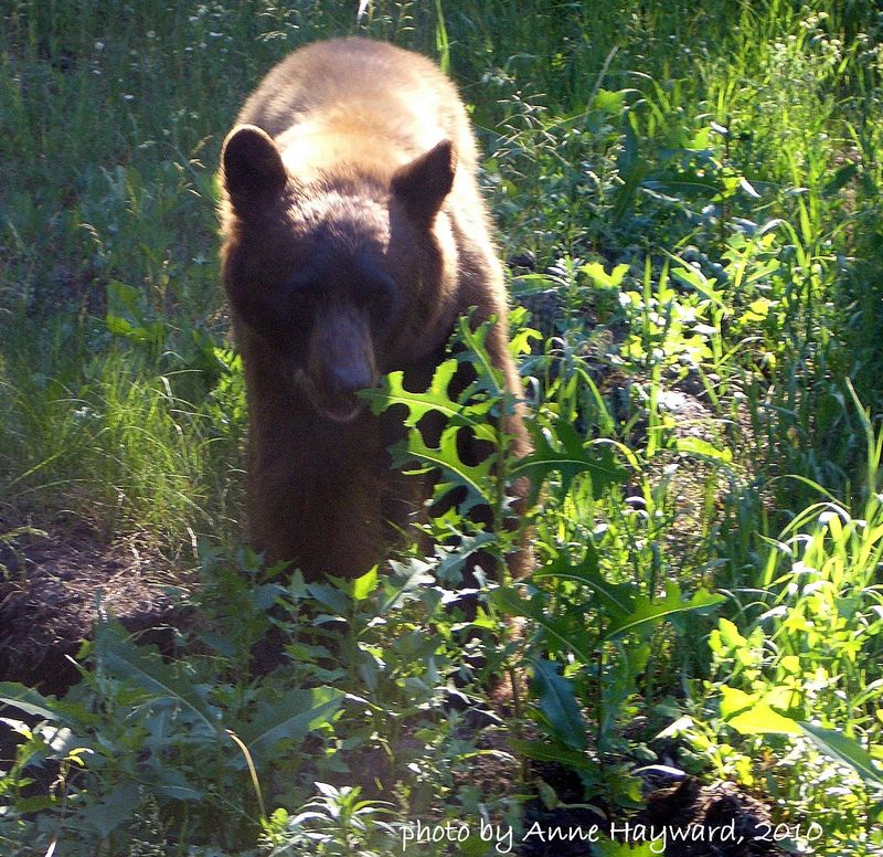 Wetmore Bear June 2010 012