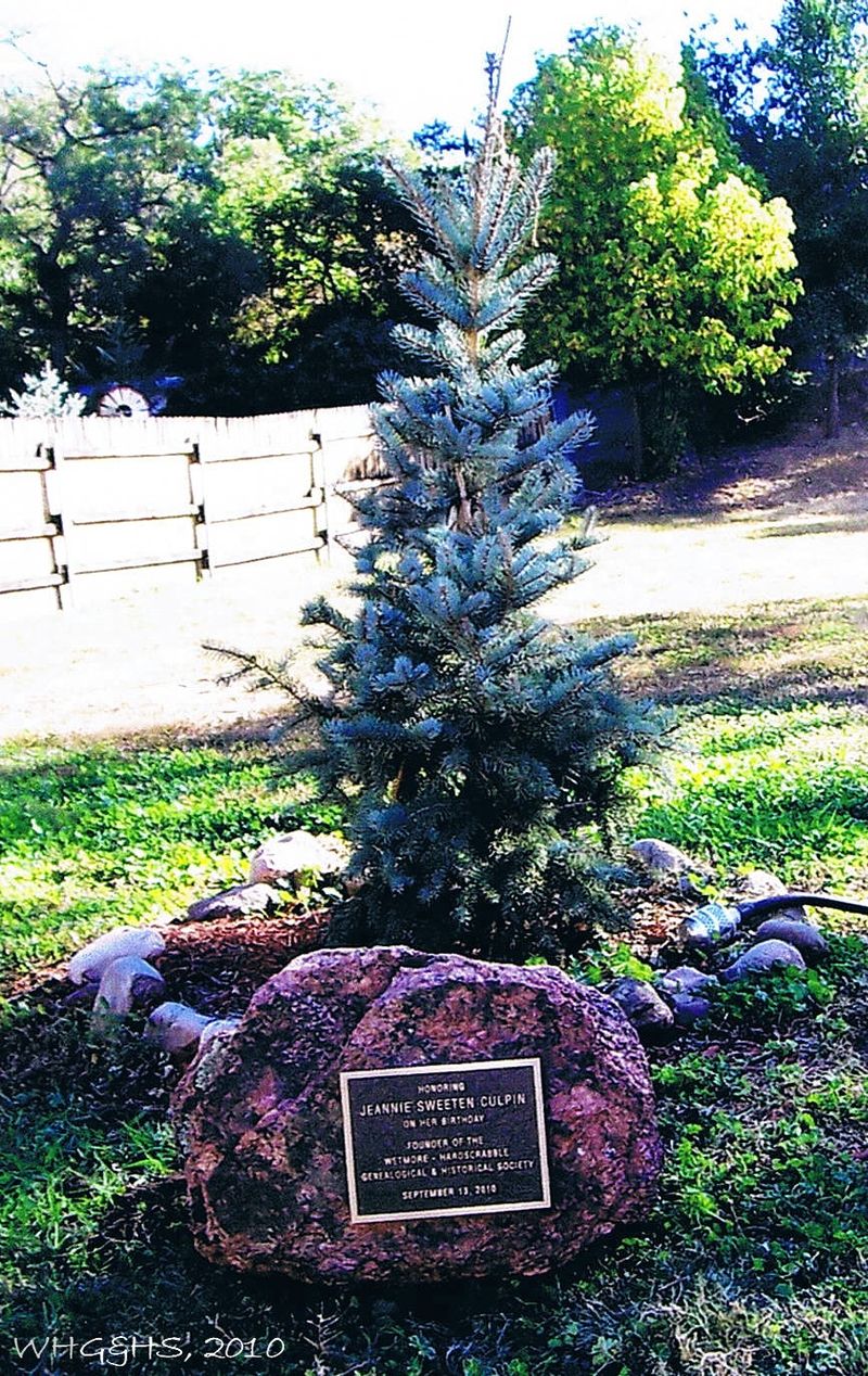 History Center Culpin Blue Spruce