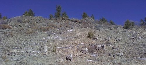Mountain Sheep Mountain Sheep
