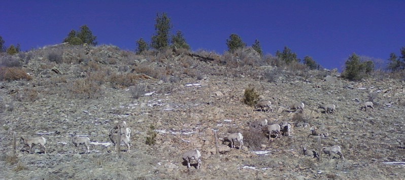 Mountain Sheep