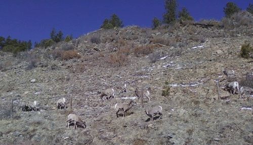 Mountain Sheep 1 Mountain Sheep 1