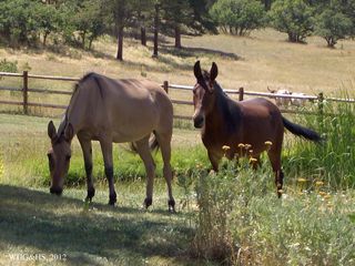 Hamilton Ranch 2012 010 Hamilton Ranch 2012 010