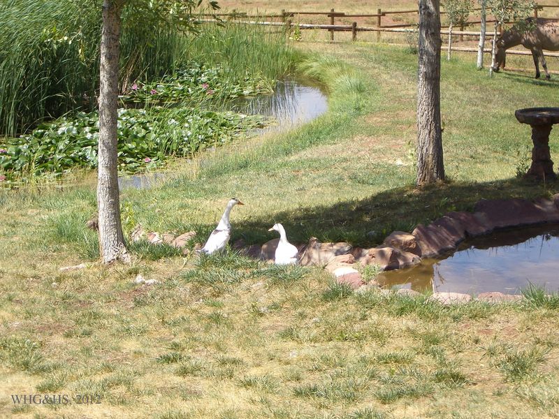 Hamilton Ranch 2012 037