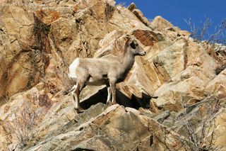 WHGHS Dave Alexander3