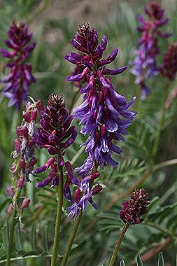 Astragalus bisulcatus