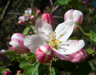 Wetmore Landscape 2015 151