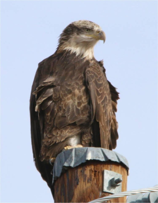 Immature Bald Eagle Dave Alexander Immature Bald Eagle Dave Alexander