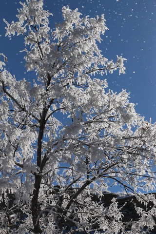 Frosty Trees Frosty Trees