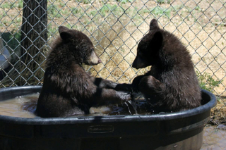 Bear cubs in tub of water Bear cubs in tub of water