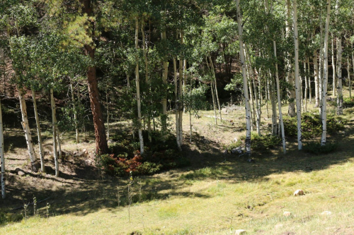 Meadow at Silver Park Ranch
